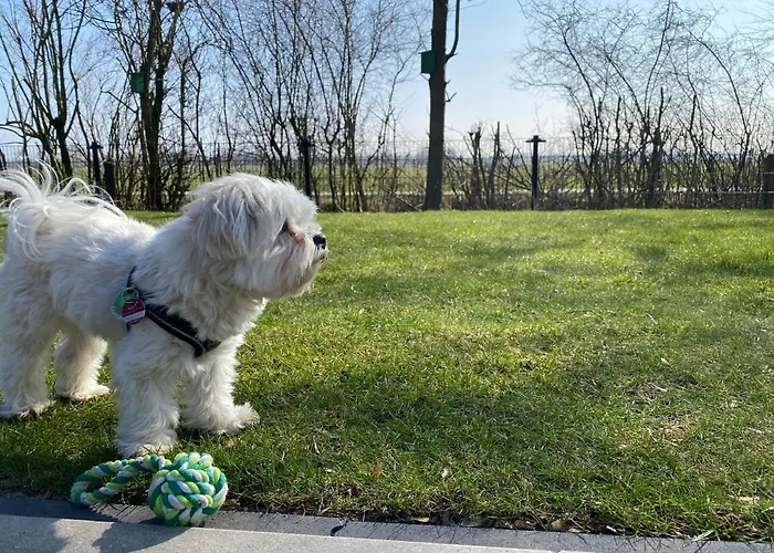 In Bester Lage - Dachterrasse Mit Meerblick - Grosser Eingezaeunter Garten - Kinderfreundlich - Hunde Inklusive - 4 Sterne - Direkt Am - Pool Inklusive 훌쇼스트
